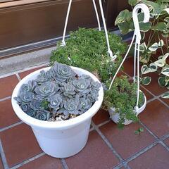 (取引中)観葉植物セットの画像