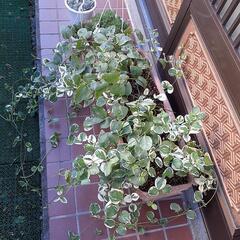 (取引中)観葉植物セットの画像
