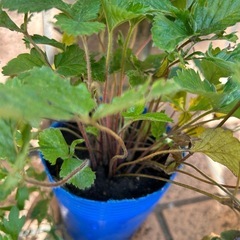 花苗4株① お譲り決定ですの画像