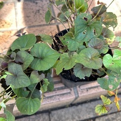 花苗4株① お譲り決定ですの画像