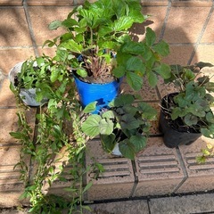 花苗4株① お譲り決定です