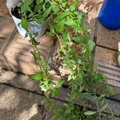 花苗4株① お譲り決定ですの画像