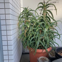 植物　木　オレンジ　レモン　アロエ
