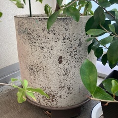 植物　木　オレンジ　レモン　アロエの画像