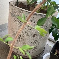 植物　木　オレンジ　レモン　アロエの画像