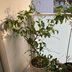 植物　木　オレンジ　レモン　アロエの画像
