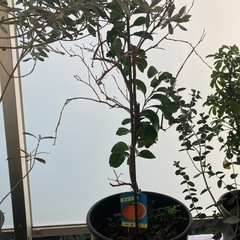 植物　木　オレンジ　レモン　アロエの画像