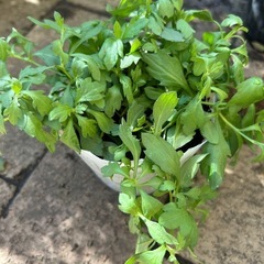 花苗4株② お譲り決定の画像