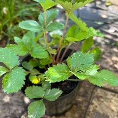 花苗4株② お譲り決定の画像