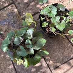 花苗4株② お譲り決定の画像