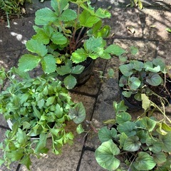 花苗4株② お譲り決定