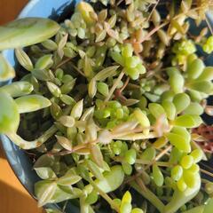多肉植物‎ܾ ܾ 𖥧𓇣𖦥𖥧𖥣