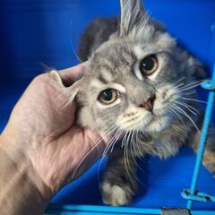 里親募集中！生後4ヶ月位の純血猫ちゃん多数(⋈◍＞◡＜◍)。✧♡ - 猫