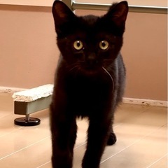 優しくてちょっとブラウンな黒猫
