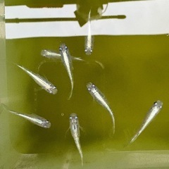 【メダカ】天女の舞、ラメメダカ