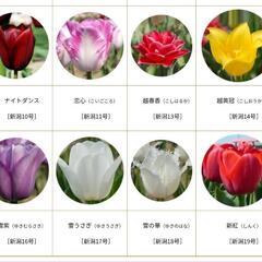 チューリップの球根　10球の画像