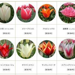 チューリップの球根　10球の画像