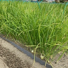 玉葱　玉ねぎ　タマネギ　苗　余ったので譲ります