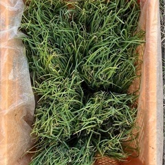 新タマ　玉葱　玉ねぎ　タマネギ　苗　余ったので譲りますの画像