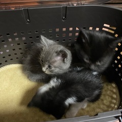 子猫を保護しました