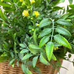 最終値下げ2000円→1500円！イエローフラワーブッシュ　造花の画像