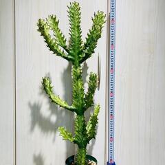 希少種【多肉植物】ユーフォルビア・イエローゴースト（4号深型スリ...
