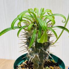 【塊根植物（コーデックス）】パキポディウム・ラメレイ（2.5号ス...