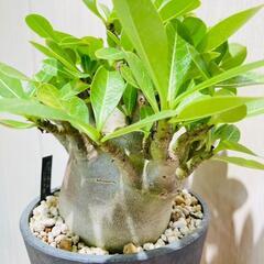 塊根植物（コーデックス）】アデニウム・ブラックスキン（鉢つき）