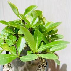 塊根植物（コーデックス）】アデニウム・ブラックスキン（鉢つき）