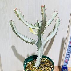 【多肉植物】ユーフォルビア・ホワイトゴースト（4号深型スリット鉢付き）