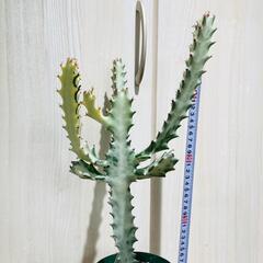 【多肉植物】ユーフォルビア・ホワイトゴースト（4号深型スリット鉢付き）