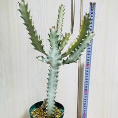 【多肉植物】ユーフォルビア・ホワイトゴースト（4号深型スリット鉢付き）