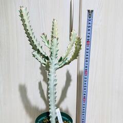 【多肉植物】ユーフォルビア・ホワイトゴースト（4号深型スリット鉢付き）