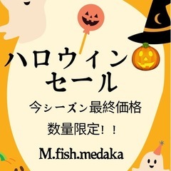 メダカ、10日迄ハロウィン🎃セールお早め😁