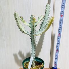 【多肉植物】ユーフォルビア・ホワイトゴースト（4号深型スリット鉢付き）