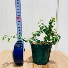 【観葉植物】フィカス・プミラ（2.5号スリット鉢つき）