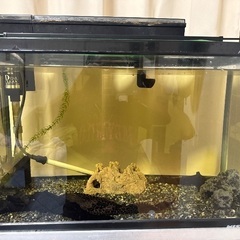 NISSO60cm水槽、LEDライト、上部フィルター