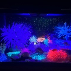 インテリアサンゴ水槽の画像