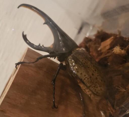 ヘラクレスオオカブト 生体 成虫 カブトムシ