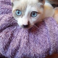 （ありがとうございました。）独特な色柄で　白系さんです。飼い主不...