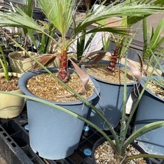植物交換あり♪現在の写真も送れます。在庫お安くどうぞ♪耐寒性ヤシ・ドライガーデン他植物交換あり♪の画像