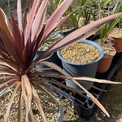 植物交換あり♪現在の写真も送れます。在庫お安くどうぞ♪耐寒性ヤシ・ドライガーデン他植物交換あり♪の画像
