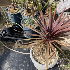 植物交換あり♪現在の写真も送れます。在庫お安くどうぞ♪耐寒性ヤシ・ドライガーデン他植物交換あり♪の画像