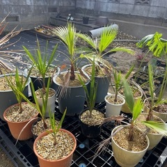 植物交換あり♪現在の写真も送れます。在庫お安くどうぞ♪耐寒性ヤシ・ドライガーデン他植物交換あり♪の画像