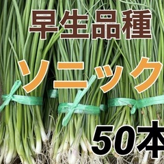 玉ねぎ苗🌱　早生　ソニック🧅
