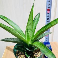 【観葉植物】サンスベリア・パゴダ（3号スリット鉢つき）