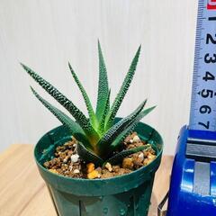 【ハオルチア】グラブラータ（月の寿）（2.5号スリット鉢つき）