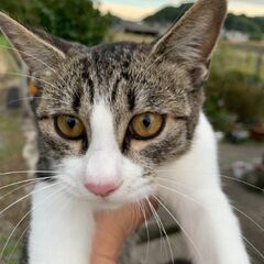 家族になって下さい