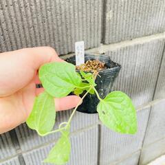 【クレマチス】‘ベルオブウォーキング’（2.5号ポリポット付き）