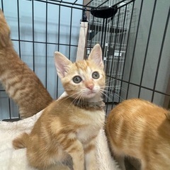 茶トラ女子　可愛いりんご猫